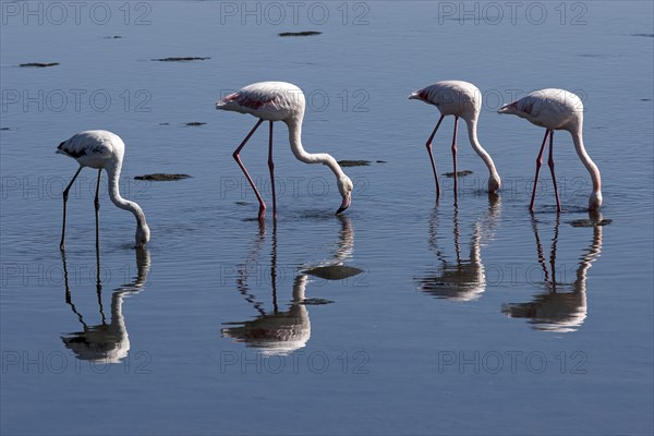 Greater Flamingos (Phoenicopterus roseus)