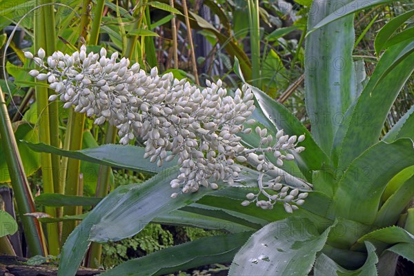 Aechmea species (Aechmea mexicana)