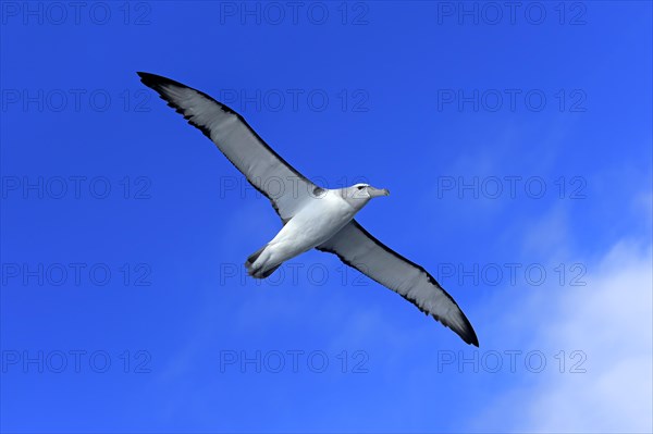 Shy albatross (Thalassarche cauta)