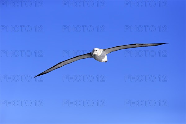 Shy albatross (Thalassarche cauta)