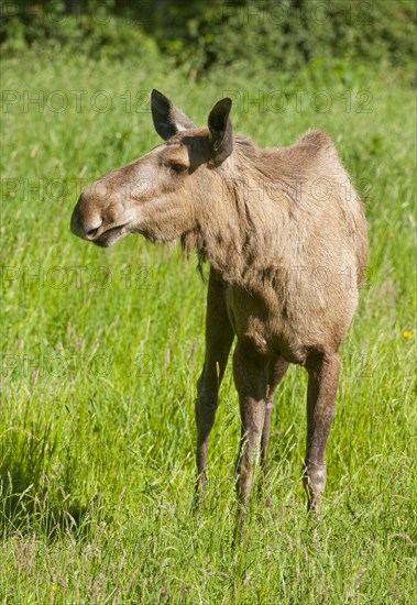 Eurasian Elk (Alces alces)