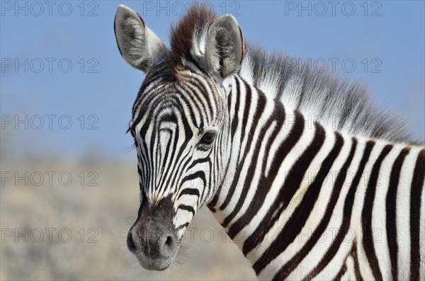 Burchell's zebra (Equus burchelli)