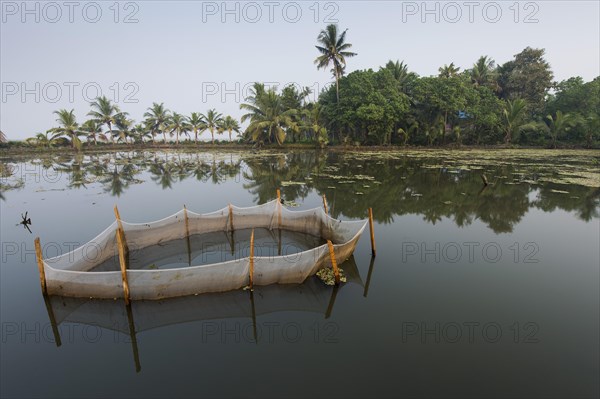 Shrimp farming in a net