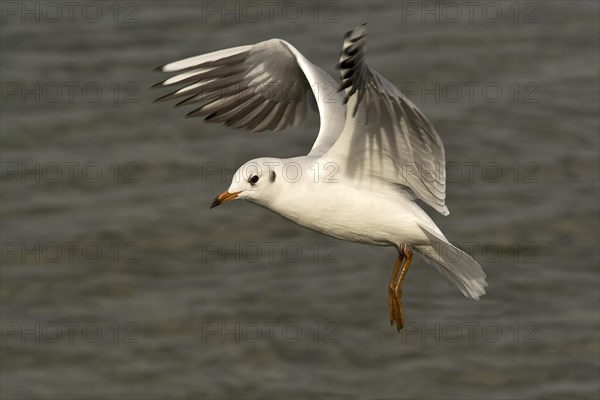 Black-headed Gull (Larus ridibundus)