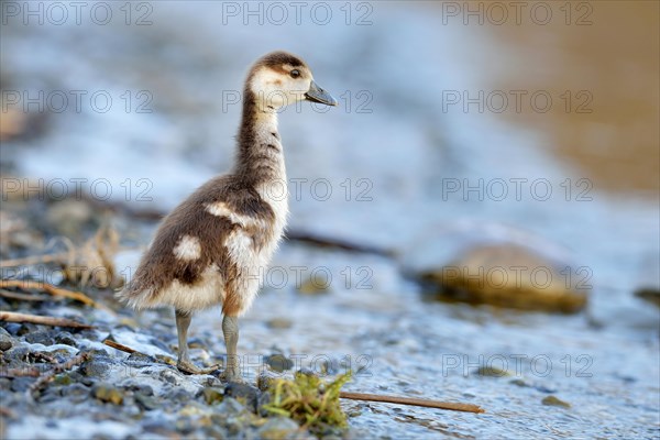 Egyptian goose (Alopochen aegyptiacus) chick