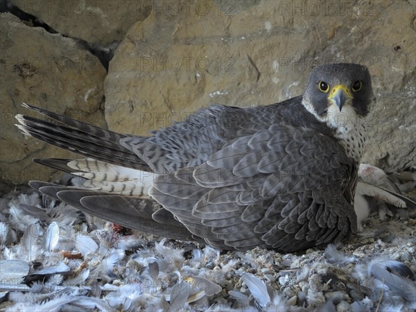 Peregrine Falcon (Falco peregrinus)