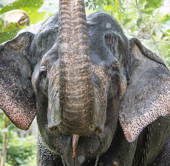 Asian Elephant (Elephas maximus)