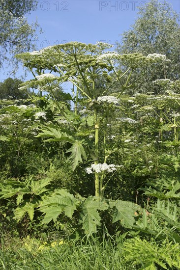 Giant Hogweed (Heracleum mantegazzianum