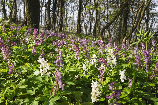 Hollowroot (Corydalis cava)