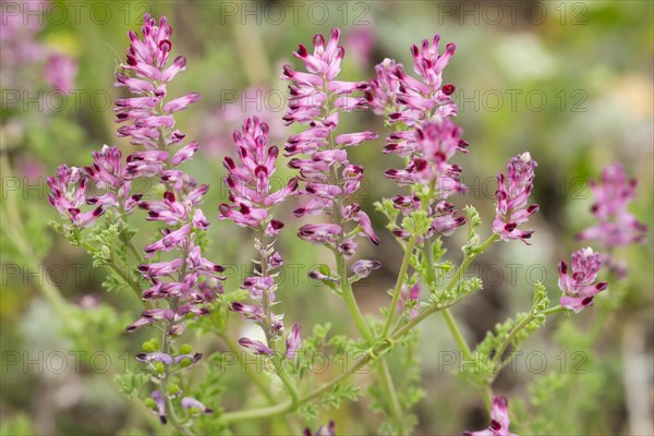 Common Fumitory (Fumaria officinalis)