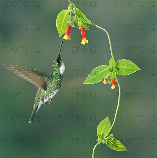 White-throated hummingbird (Leucochloris albicollis) drinking nectar at a flower