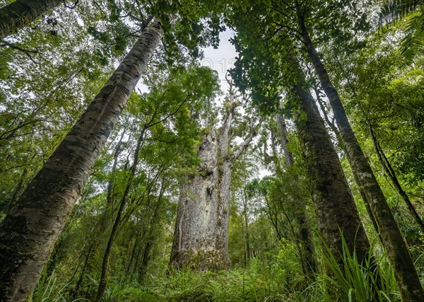 Te Matua Ngahere