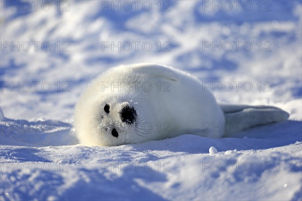 Harp Seal or Saddleback Seal (Pagophilus groenlandicus