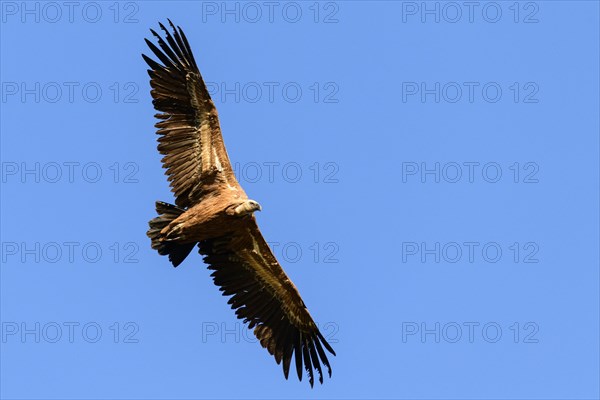 Griffon vulture (Gyps fulvus)