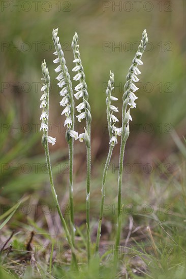 Autumn Lady's Tresses (Spiranthes spiralis)