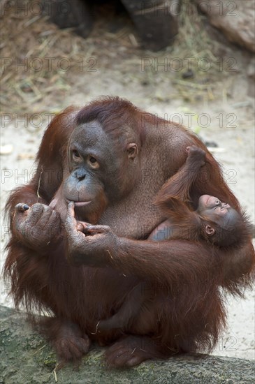 Orangutan (Pongo pygmaeus)