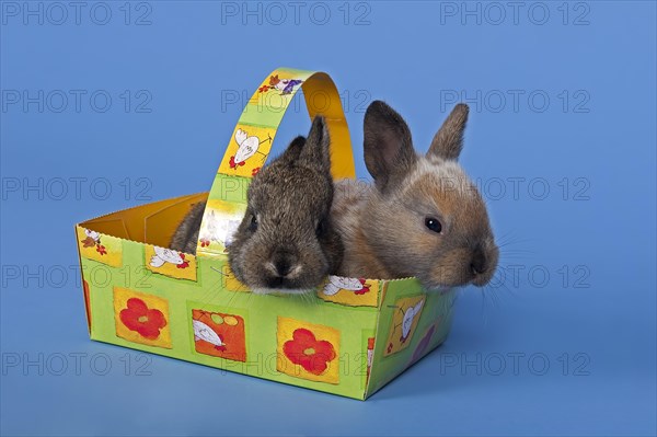 Two pet rabbits in an Easter basket