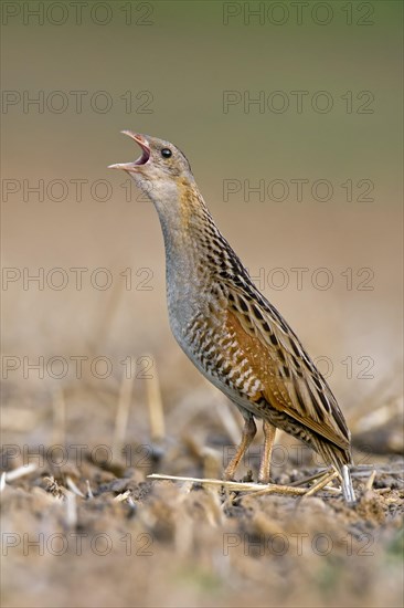 Corncrake (Crex crex)