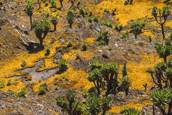 Valley with Afro-alpine vegetation