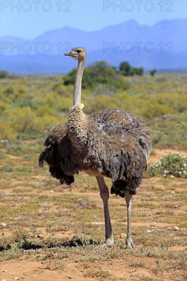 Southern Ostrich (Struthio camelus australis)