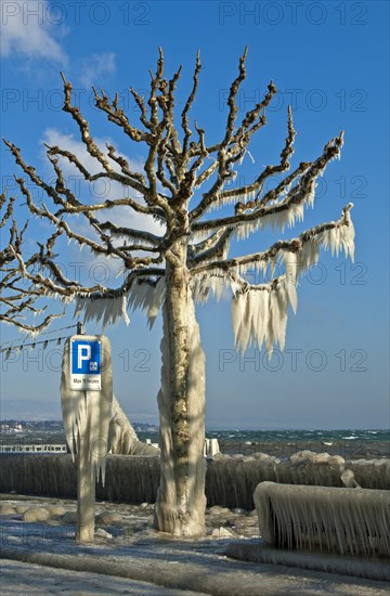 Tree coated with a thick layer of ice on promenade on Lake Geneva