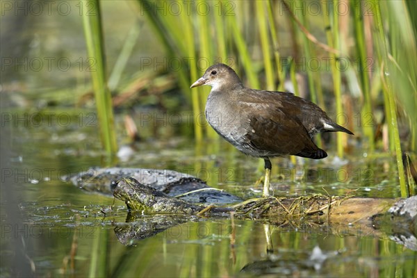 Common Moorhen (Gallinula chloropus)