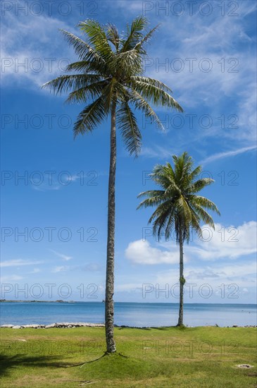 Palm trees at the beach