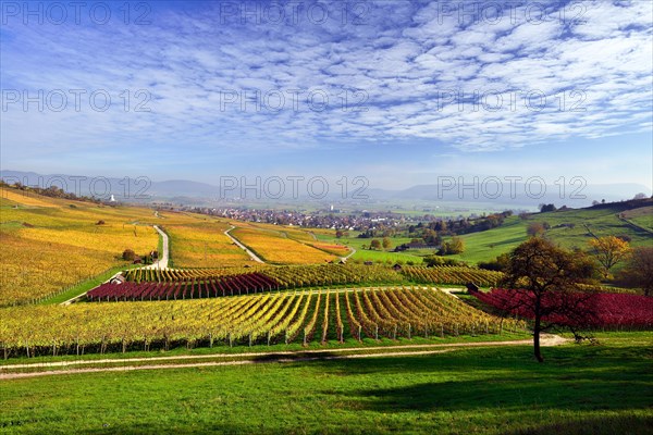 Vineyards in autumn with views of the Klettgau