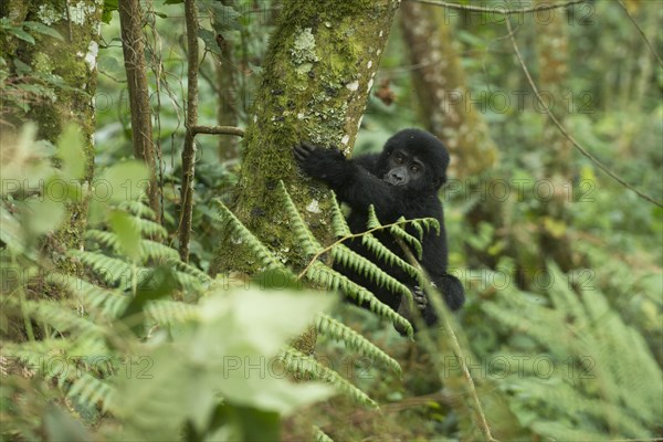 Mountain Gorilla (Gorilla beringei beringei)