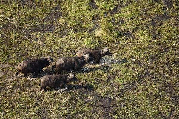 Cape Buffaloes (Syncerus caffer caffer)