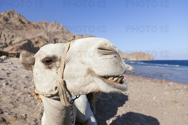 Camel