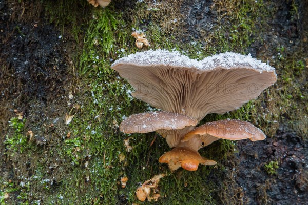 Oyster Mushroom (Pleurotus ostreatus)