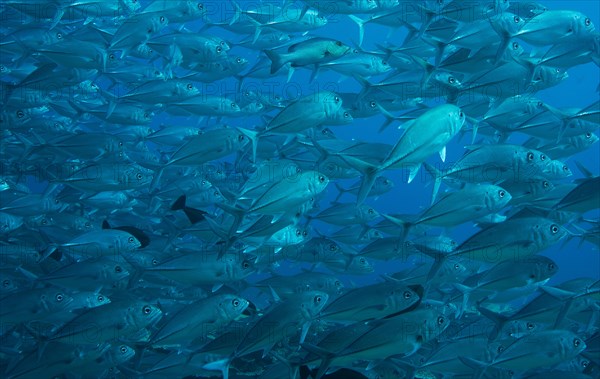 Bigeye Trevally (Caranx sexfasciatus)