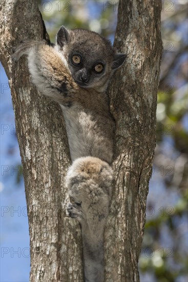 Hubbard's Sportive Lemur (Lepilemur hubbardorum)