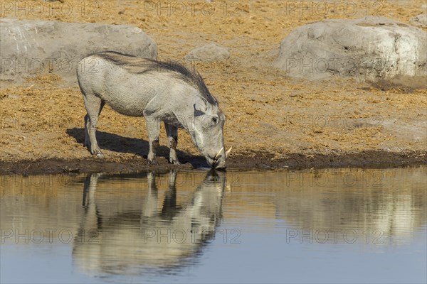 Warthog (Phacochoerus africanus) drinking at a waterhole