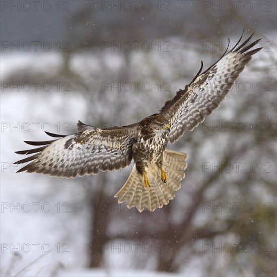 Buzzard (Buteo buteo)