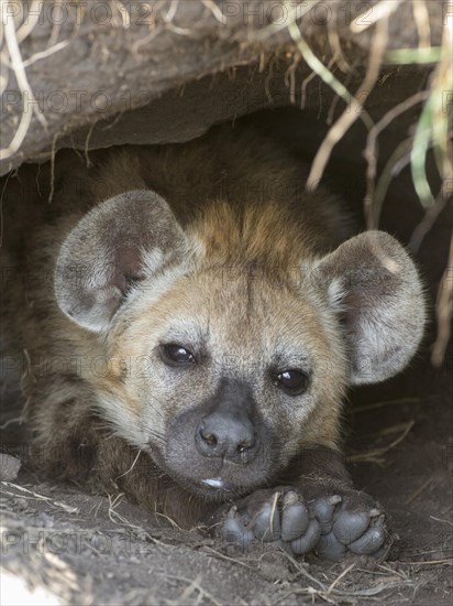 Spotted Hyena (Crocuta crocuta)