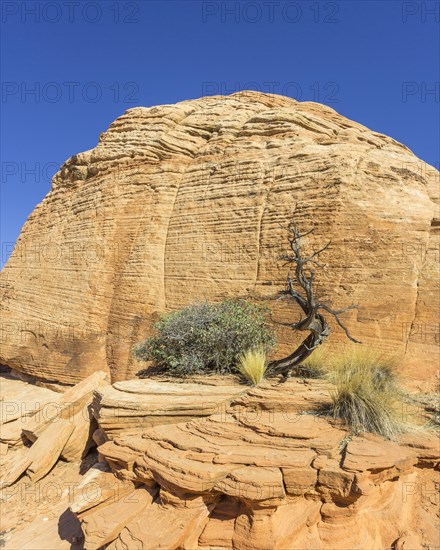 Tree and Candy Cliffs