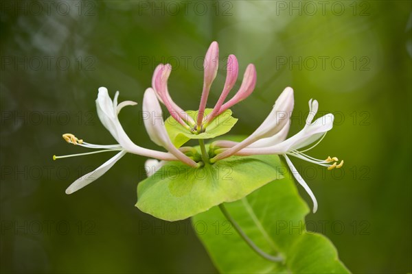 Perfoliate Honeysuckle or Italian Honeysuckle (Lonicera caprifolium)