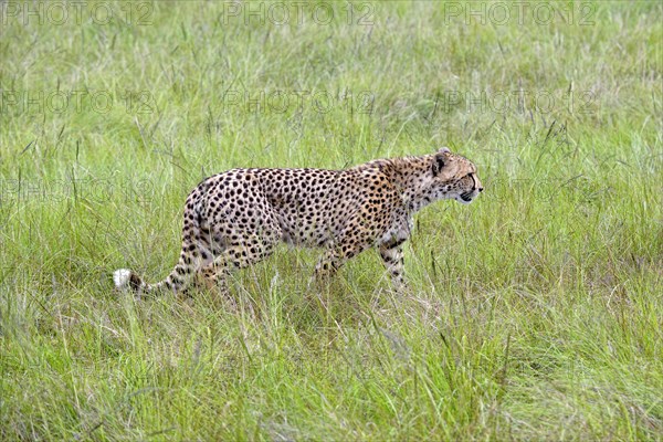 Cheetah (Acinonyx jubatus)