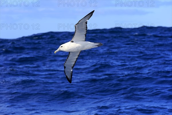 Shy albatross (Thalassarche cauta)