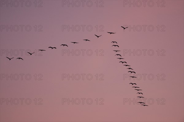 Cranes (Grus grus) in flight
