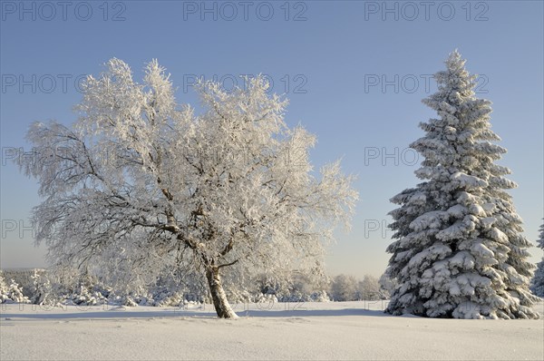 Winter landscape