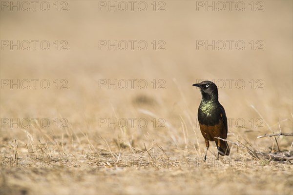 Chestnut-bellied Starling (Lamprotornis pulcher)