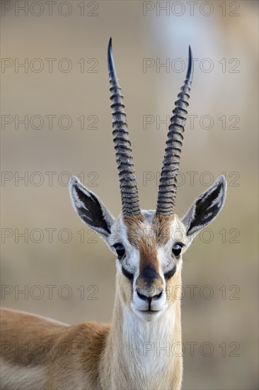 Thomson's gazelle (Eudorcas thomsoni)