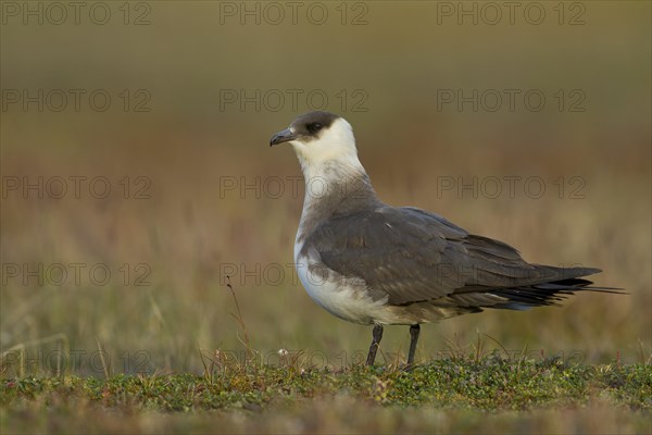 Parasitic jaeger or Arctic Skua (Stercorarius parasiticus) in the evening light