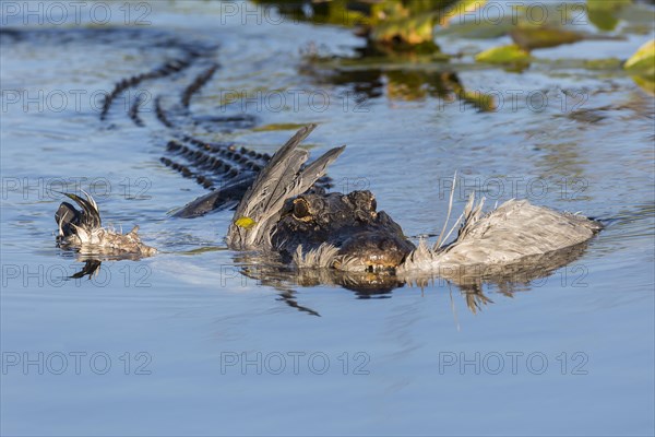 American alligator (Alligator mississippiensis) with a grey heron (Ardea cinerea) in its mouth