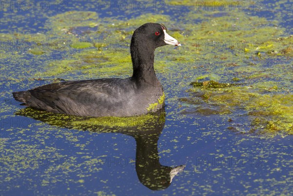 American Coot (Fulica americana) in a swamp covered with duckweed