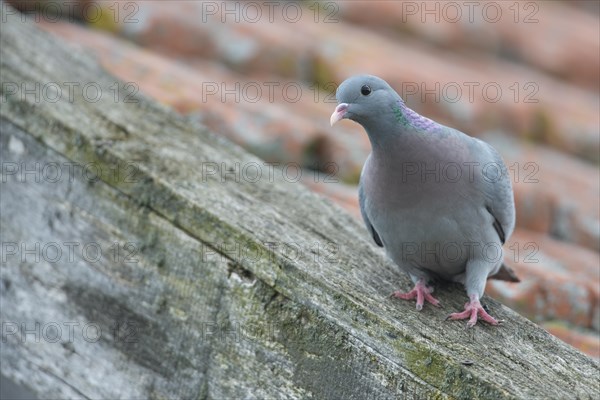 Stock Dove (Columba oenas)