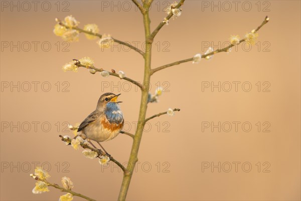 Bluethroat (Luscinia svecica)